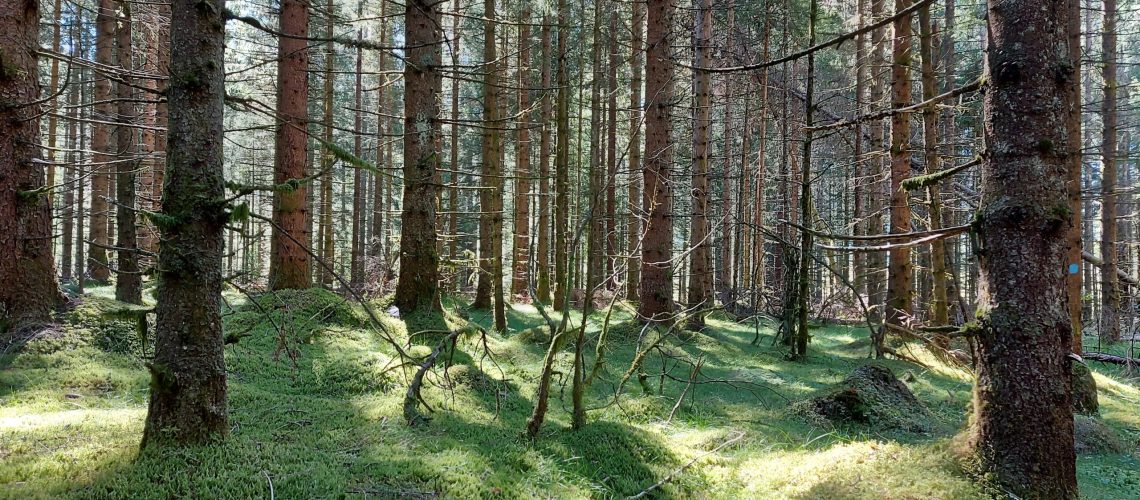 stifnner hovedbilde